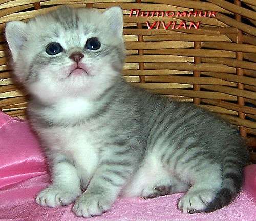 Британские котята вискас из питомника VIVIAN. Британские котята вискас из питомника VIVIAN.