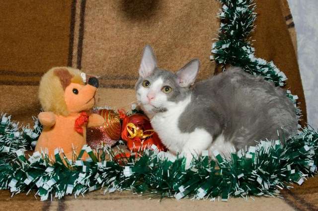 Чудный котенок! Чудный котенок!