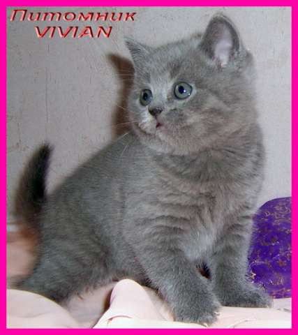 Британские клубные голубые котята из питомника VIVIAN. Британские клубные голубые котята из питомника VIVIAN.