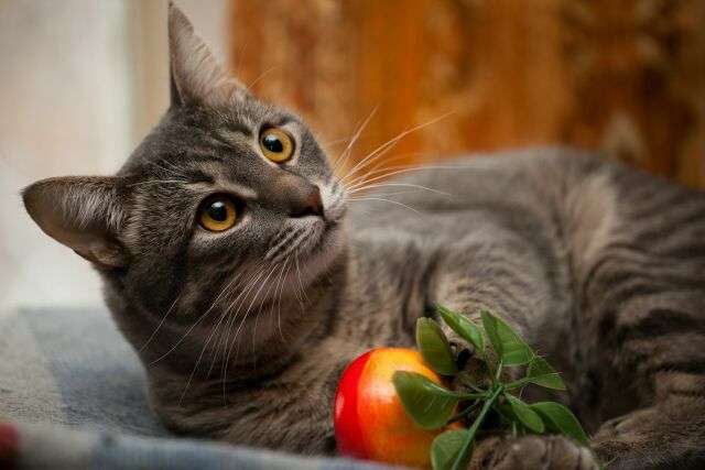 В дар очаровательный котейка Тигран, 8 мес. В дар очаровательный котейка Тигран, 8 мес.
