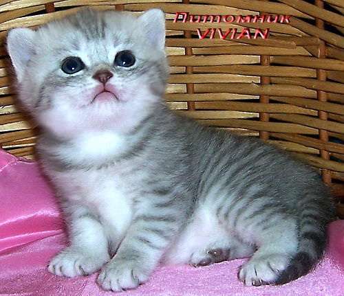 Британские котята вискас из питомника VIVIAN. Британские котята вискас из питомника VIVIAN.