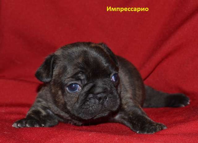 мальчики французики шоу класса