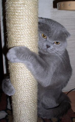 вислоухий кот вислоухий кот