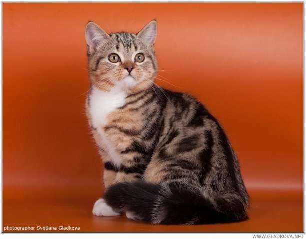 Котята безупречного породного типа Котята безупречного породного типа