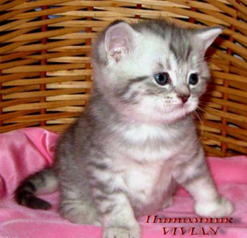 Британские котята вискас из питомника VIVIAN. Британские котята вискас из питомника VIVIAN.