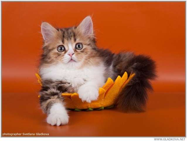 Отличные котики Отличные котики