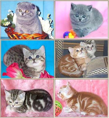 Британские и Вислоухие котята различных окрасов Британские и Вислоухие котята различных окрасов