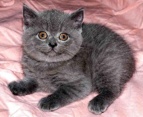 Британские голубые котята Британские голубые котята