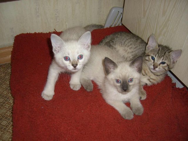 Отдаем красивых котят Отдаем красивых котят