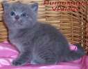 Британские клубные голубые котята из питомника VIVIAN. 