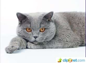 Продажа британских котят. Продажа британских котят.