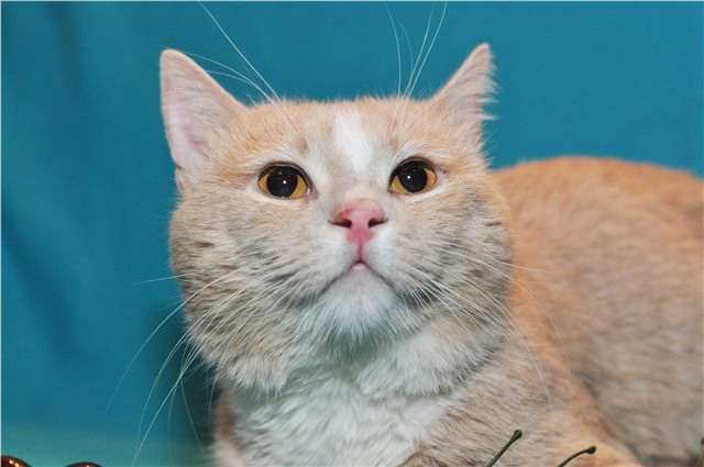 Нежно-рыжий котик в хорошие руки! Нежно-рыжий котик в хорошие руки!