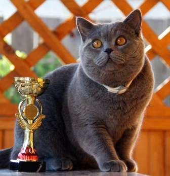 КЛУБНЫЕ БРИТАНСКИЕ КОТЯТА ОТ ЧЕМПИОНА КЛУБНЫЕ БРИТАНСКИЕ КОТЯТА ОТ ЧЕМПИОНА