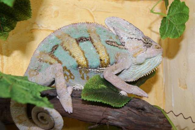 Продажа рептилий из питомника reptileworld