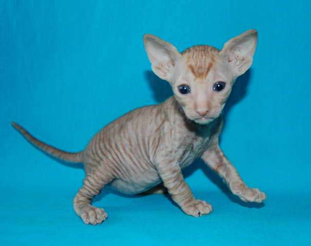 Корниш рекс - кудрявые котята. Корниш рекс - кудрявые котята.