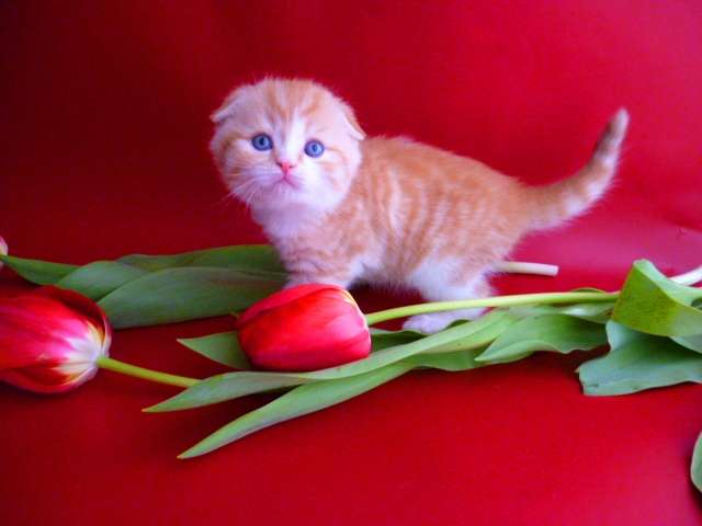 ШОТЛАНДСКИЙ ВИСЛОУХИЙ ШОТЛАНДСКИЙ ВИСЛОУХИЙ