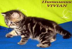 Британские мраморные котята из питоника VIVIAN. Британские мраморные котята из питоника VIVIAN.