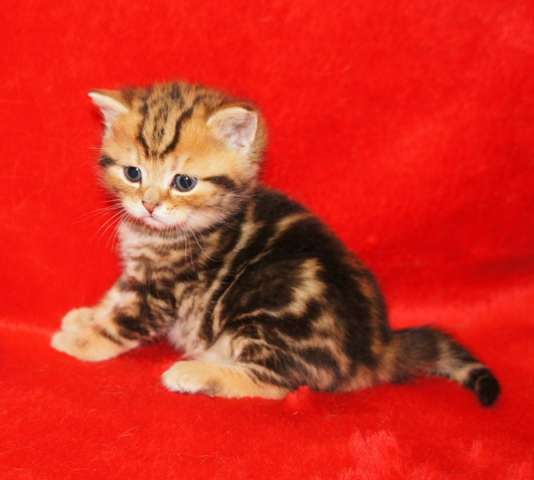 БРИТАНСКИЕ КОТЯТА ЗОЛОТЫХ И СЕРЕБРИСТЫХ ОКРАСОВ БРИТАНСКИЕ КОТЯТА ЗОЛОТЫХ И СЕРЕБРИСТЫХ ОКРАСОВ