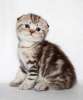 Чудесный котенок скоттиш-фолд (шотландский)