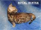 Бенгальские котята из питомника Royal Hunter