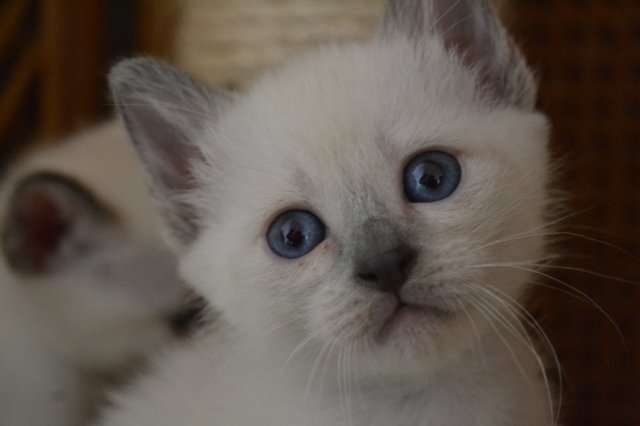 Тайские котята Тайские котята