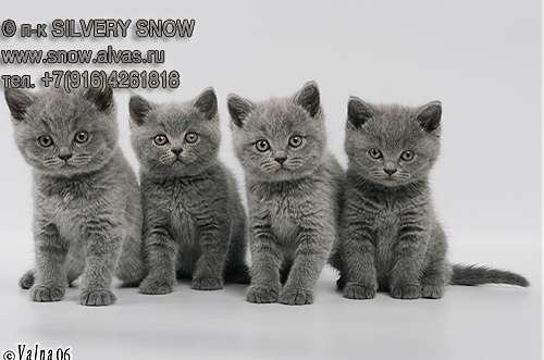 Британские котята. Питомник SILVERY SNOW Британские котята. Питомник SILVERY SNOW