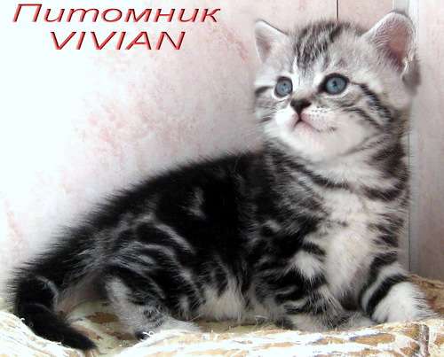 Британские котята мраморного окраса из питомника VIVIAN. Британские котята мраморного окраса из питомника VIVIAN.