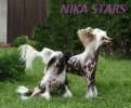 Продаются щенки Китайской хохлатой питомник NIKA STARS 