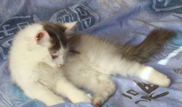 Ласковый, пушистый котенок Маус. Ласковый, пушистый котенок Маус.