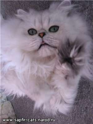 Персидские котята Персидские котята
