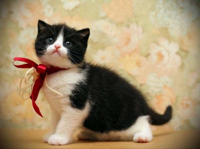 Шотландские кукольные котята Шотландские кукольные котята