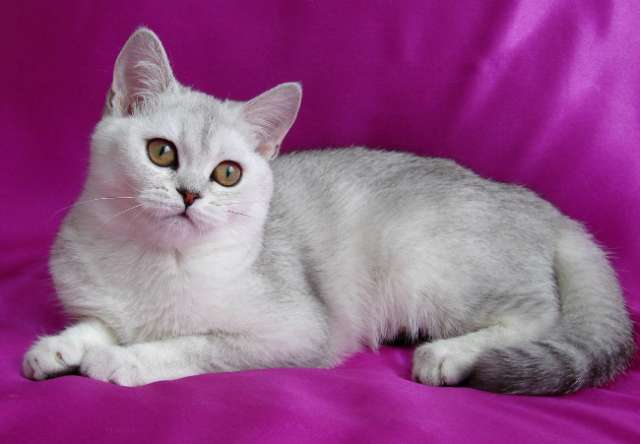 Кошечки шотландские шиншиллы Кошечки шотландские шиншиллы