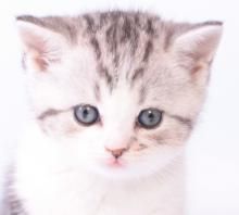 Шотландские котята Шотландские котята