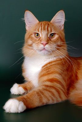 МЕЙН КУН котята МЕЙН КУН котята