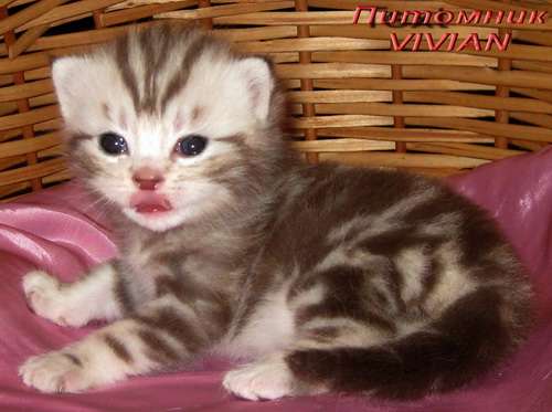 Британские клубные мраморные котята из питомника VIVIAN. Британские клубные мраморные котята из питомника VIVIAN.