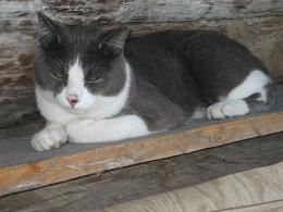 кот - полубританец ищет кошечку 