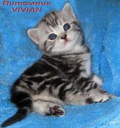 Британские котята мраморного окраса из питомника VIVIAN. Британские котята мраморного окраса из питомника VIVIAN.