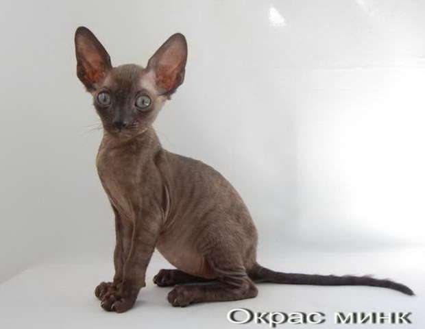 Корниш рекс - кудрявые котята. Корниш рекс - кудрявые котята.
