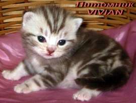 Британские котята шоколадный мрамор на серебр из питомника VIVIAN. Британские котята шоколадный мрамор на серебр из питомника VIVIAN.