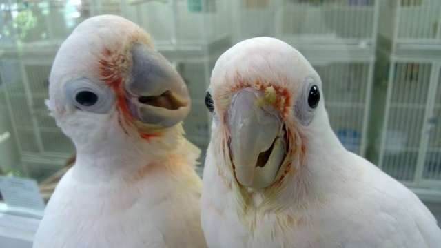 Какаду Гоффина (Cacatua goffiniana) ручные птенцы из питомника Какаду Гоффина (Cacatua goffiniana) ручные птенцы из питомника