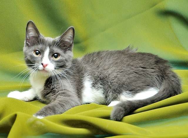 котенок ласковая девочка-мурчалка Дианжелла в дар котенок ласковая девочка-мурчалка Дианжелла в дар