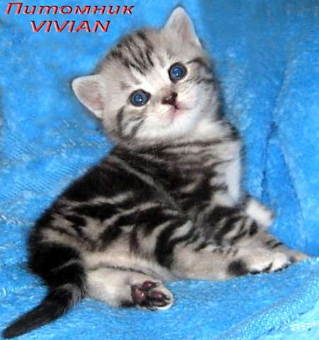 Британские котята мраморного окраса из питомника VIVIAN. Британские котята мраморного окраса из питомника VIVIAN.