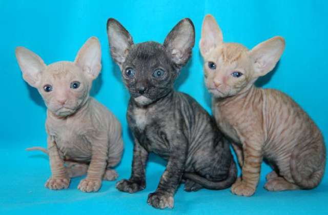 Корниш рекс - кудрявые котята. Корниш рекс - кудрявые котята.