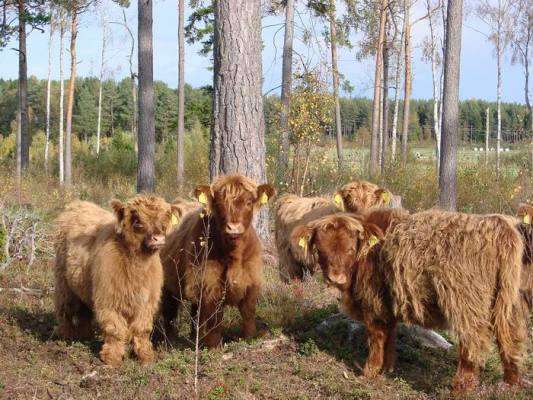 Шотландский скот Коровы зебу, Альпаки, Пони продам Шотландский скот Коровы зебу, Альпаки, Пони продам