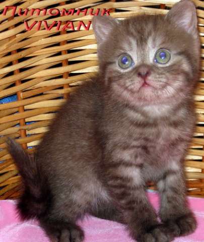 Британские котята дымный шоколад из питомника VIVIAN. Британские котята дымный шоколад из питомника VIVIAN.
