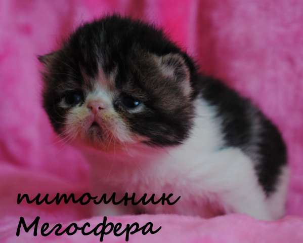Экзотические котята Экзотические котята