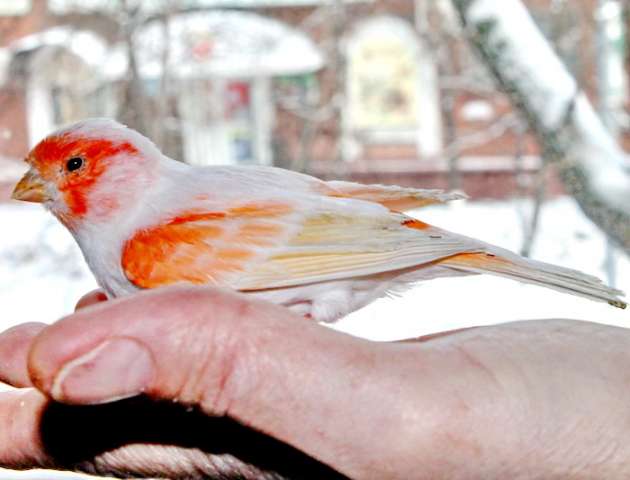 Возьмём в хорошие руки, примем в дар попугая, канареек, птиц.