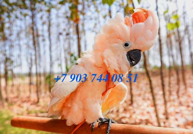 Молуккский какаду (Cacatua moluccensis) - ручные птенцы из питомника. Молуккский какаду (Cacatua moluccensis) - ручные птенцы из питомника.