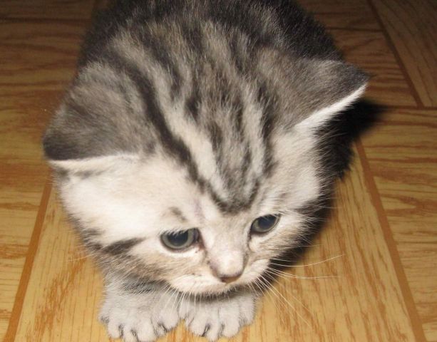 ПРОДАЮ КОТЯТ СКОТТИШ-СТРАЙТА (ЧЕРНЫЙ МРАМОР НА СЕРЕБРЕ) ПРОДАЮ КОТЯТ СКОТТИШ-СТРАЙТА (ЧЕРНЫЙ МРАМОР НА СЕРЕБРЕ)