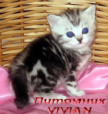 Британские клубные мраморные котята из питомника VIVIAN. Британские клубные мраморные котята из питомника VIVIAN.